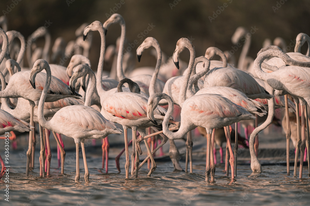 Naklejka premium A flock of Flamingos in Qudra Lakes in the desert of Dubai UAE