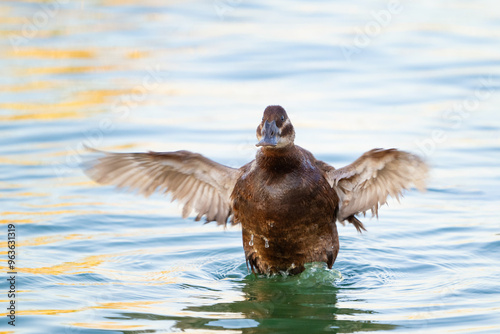 White-headed Duck, Oxyura leucocephala, A bird on the lake flaps its wings photo