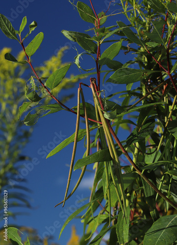 Long seed pods of the Hemp Dogbane plant (Apocynum cannabinum) photographed in late summer in Ohio.  These plants produce toxic compounds to deter herbivores.   photo