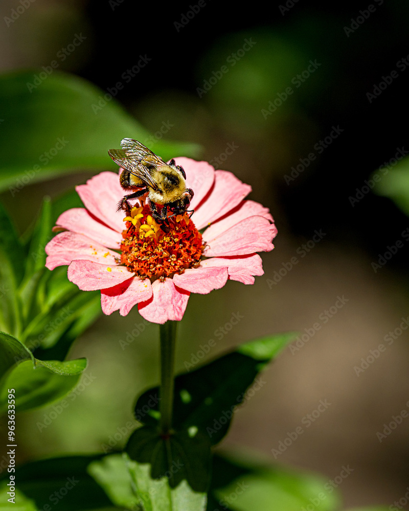 Macro image of bumble bee on a zinnia flower Macro image of bumble bee on a zinnia flower