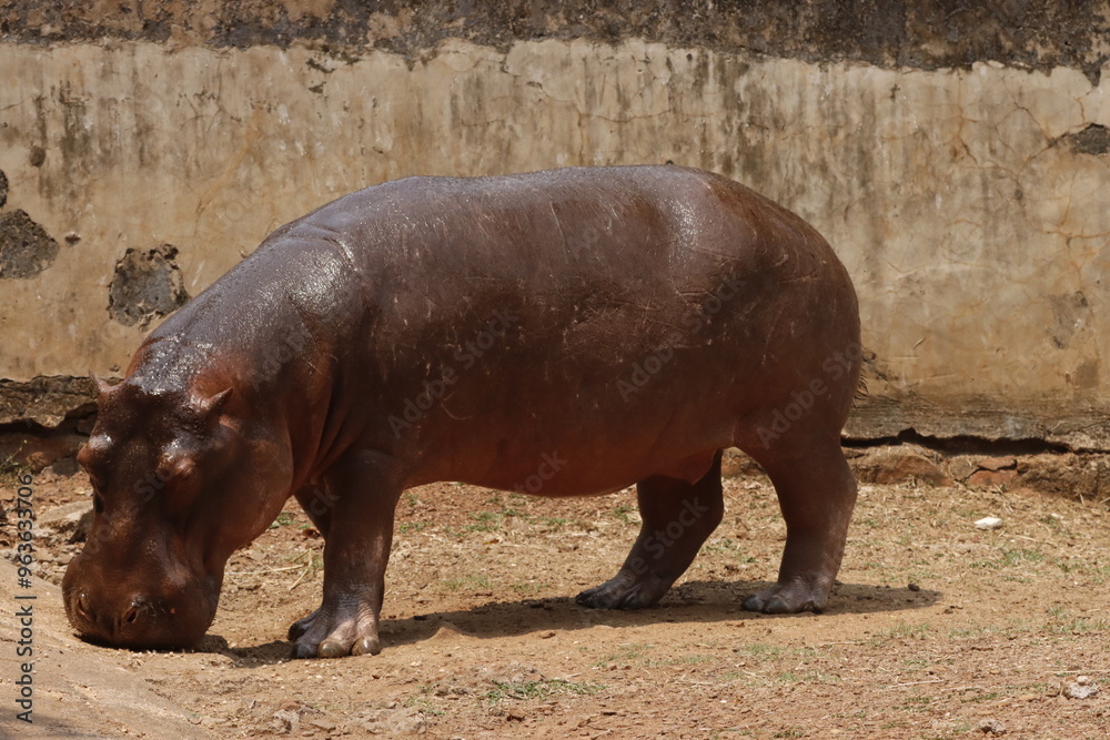 This captivating photograph showcases a hippopotamus partially submerged in water, with its massive head and ears peeking above the surface. The calm water and natural surroundings This captivating photograph showcases a hippopotamus partially submerged in water, with its massive head and ears peeking above the surface. The calm water and natural surroundings