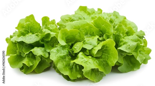 Realistic arrangement of fresh lettuce leaves on a white background, focusing on their crisp texture and vibrant green color