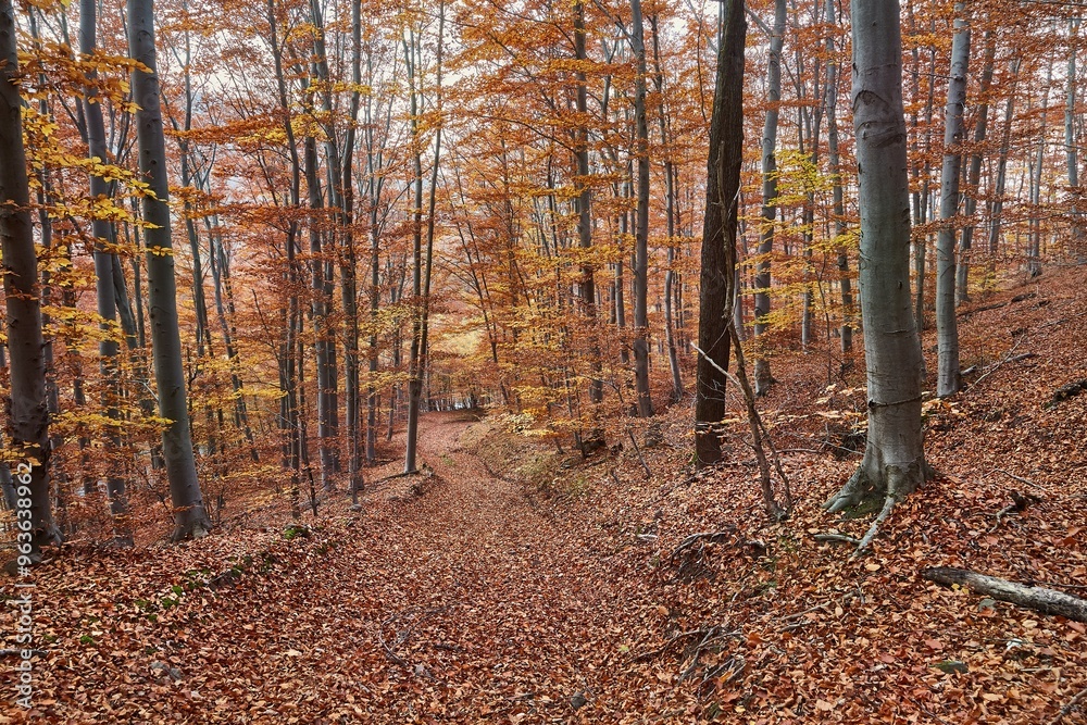 Fototapeta premium Autumn forest path