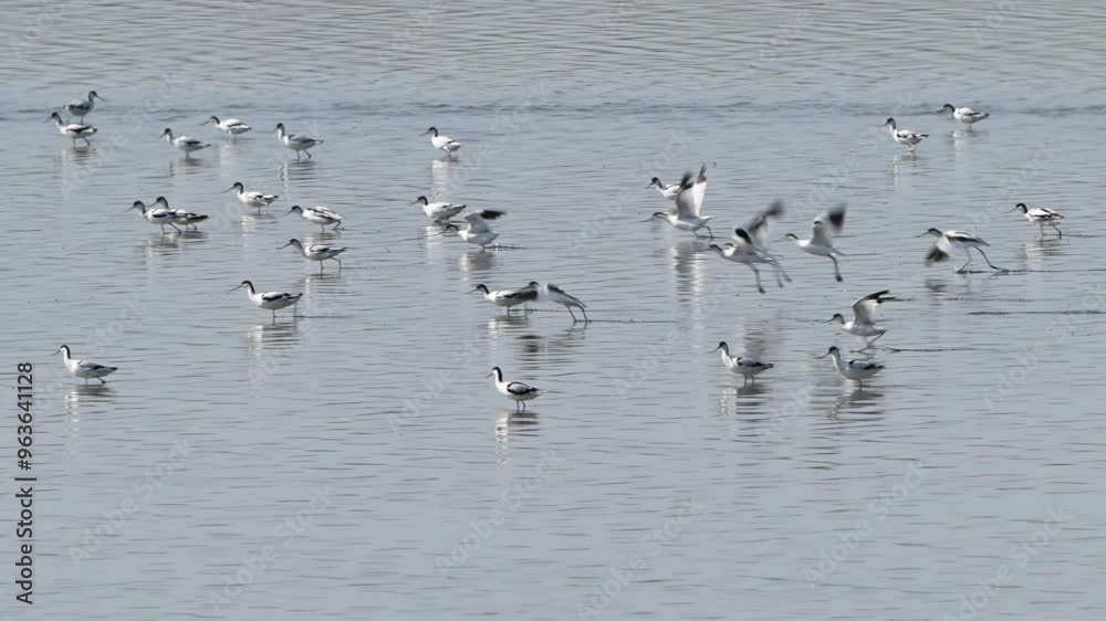 Avocet Recurvirostra avosetta in the wild. A group of birds takes off on the river. Slow motion. Avocet Recurvirostra avosetta in the wild. A group of birds takes off on the river. Slow motion.