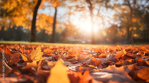 Wallpaper Mural first day of fall concept  Torontodigital.ca