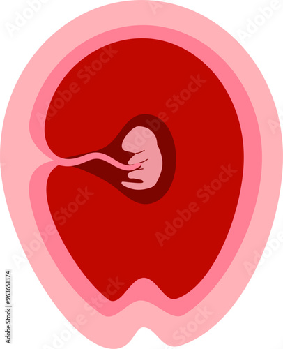 Human embryonic development