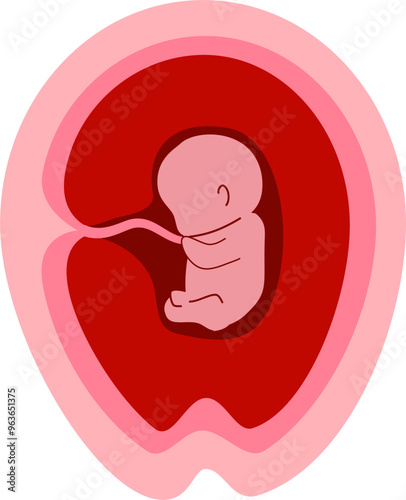 Human embryonic development