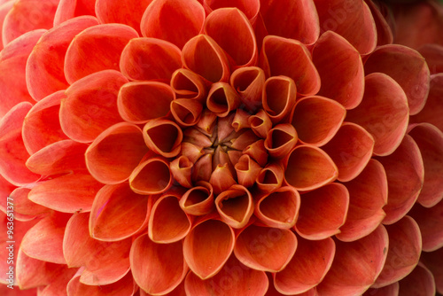 Macro shot of orange dahlia flower