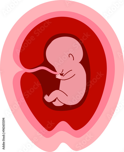 Human embryonic development