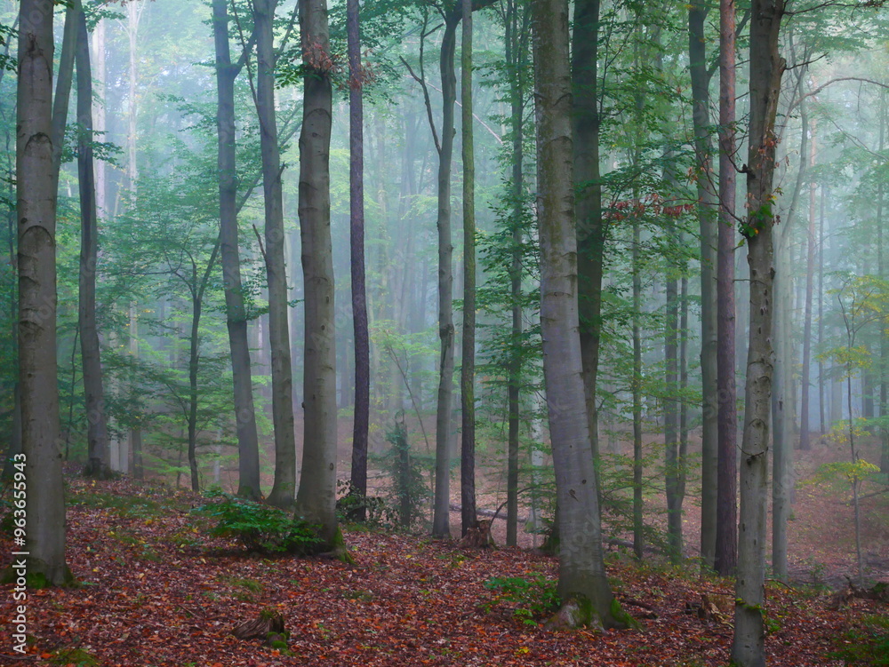 Fototapeta premium Mysterious green foggy forest during autumn day with trees