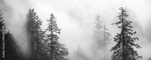 Wallpaper Mural Misty forest with tall pine trees shrouded Torontodigital.ca