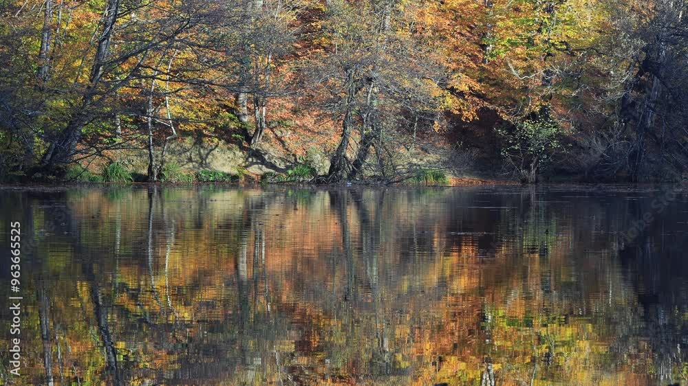 Yedigoller National Park at Bolu, Turkey. Morning on the shore of a forest lake on early autumn. Trees with green, yellow and red leaves reflect in the water. 
