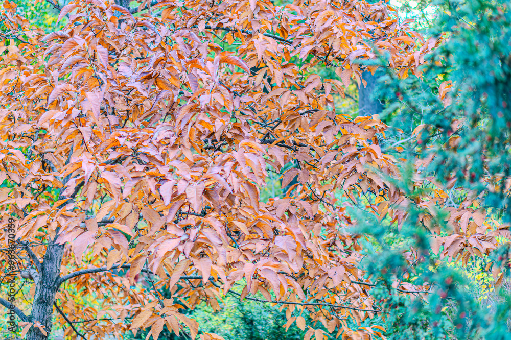 Yellow, orange and red autumn leaves on ground in beautiful fall park. Fallen golden autumn leaves on green grass in sunny morning light yard, toned photo. Fall park landscape background Yellow, orange and red autumn leaves on ground in beautiful fall park. Fallen golden autumn leaves on green grass in sunny morning light yard, toned photo. Fall park landscape background
