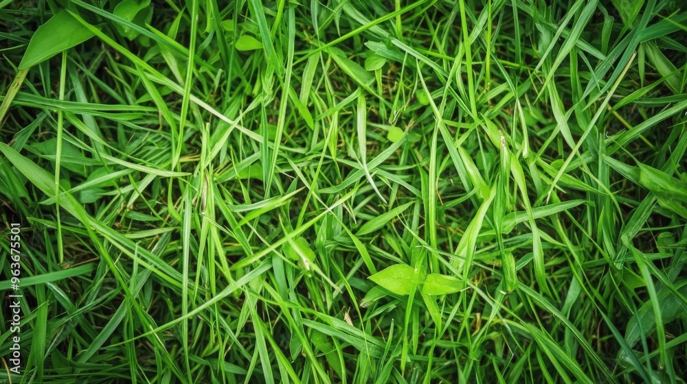 Lush Green Grass Texture Lush Green Grass Texture