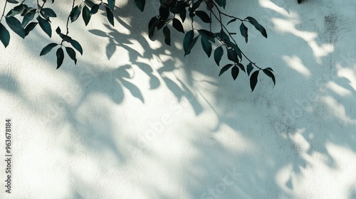 Soft Shadows of Leaves