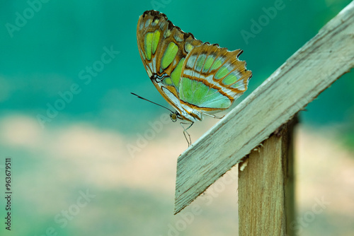 Wild Butterflies 