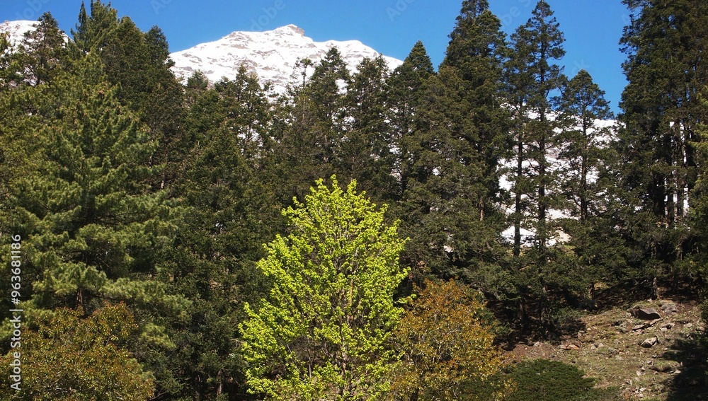 Obraz premium pine trees in the mountains