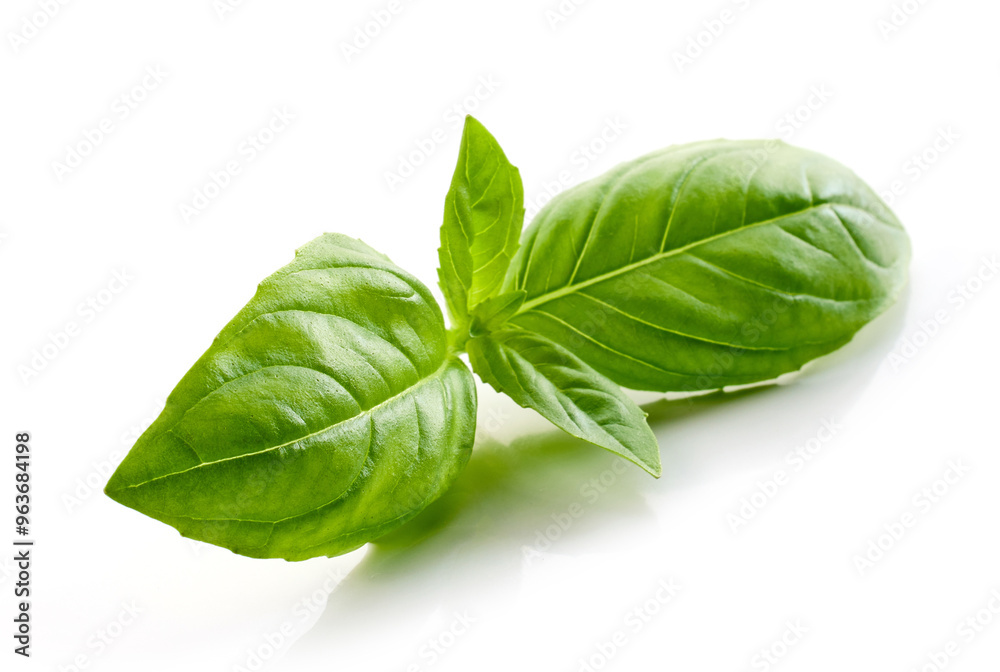 Fototapeta premium fresh green basil leaf