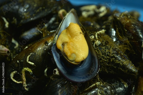 Close-up of juicy pale orange flesh of fresh opened Mediterranean mussel (Mytilus galloprovincialis) surrounded by black shells overgrown by barnacles and sea weed at Mercado de Abastos, Jerez, Spain photo