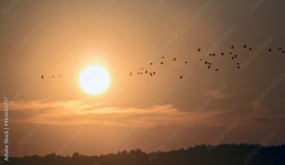 A large flock of birds flying across the sunset sky. Northern Lapwing (Vanellus vanellus). A large flock of birds flying across the sunset sky. Northern Lapwing (Vanellus vanellus).