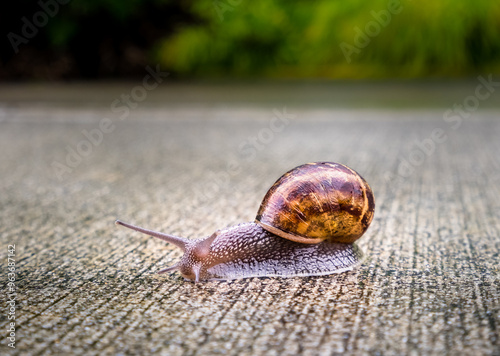 Snail