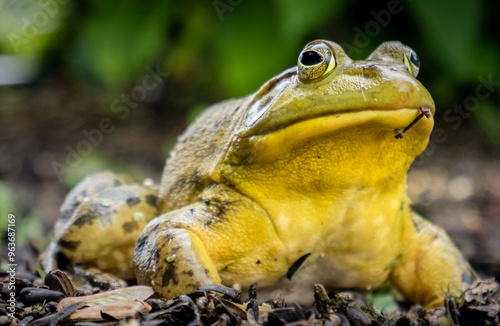 Fotografie Bull Frog Up Close