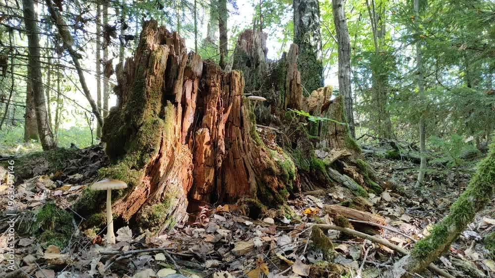 Old stump in the forest (2) 4K 30 FPS Old stump in the forest (2) 4K 30 FPS