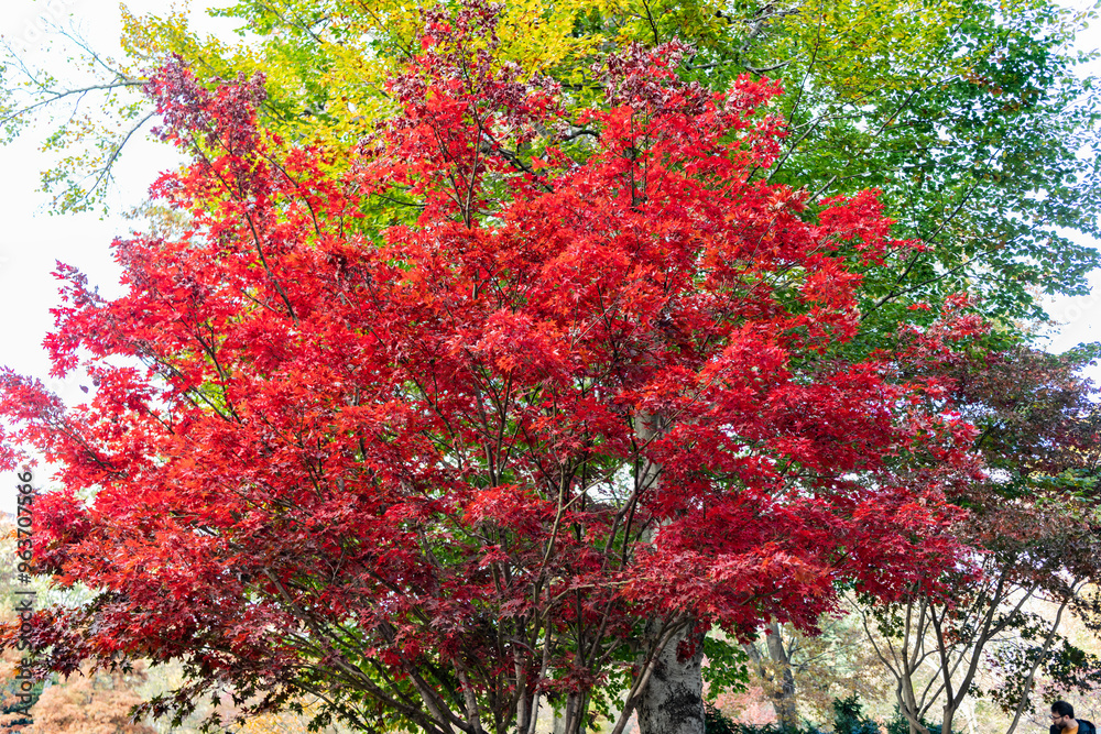 Nature in fall season. Red leaves. Autumnal sunny day. Seasonal leaves on tree. Natural autumn leaves. Autumn beauty of nature. Fall season nature. Fall leaves of maple tree. Autumn tree Nature in fall season. Red leaves. Autumnal sunny day. Seasonal leaves on tree. Natural autumn leaves. Autumn beauty of nature. Fall season nature. Fall leaves of maple tree. Autumn tree