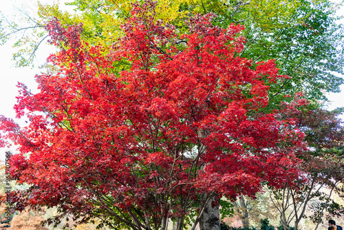 Nature in fall season. Red leaves. Autumnal sunny day. Seasonal leaves on tree. Natural autumn leaves. Autumn beauty of nature. Fall season nature. Fall leaves of maple tree. Autumn tree