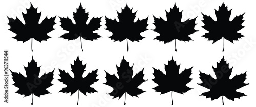 Sycamore silhouette set vector design big pack of leaf illustration and icon