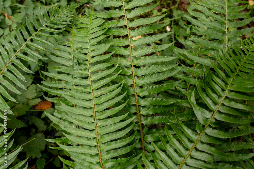 fern leaves