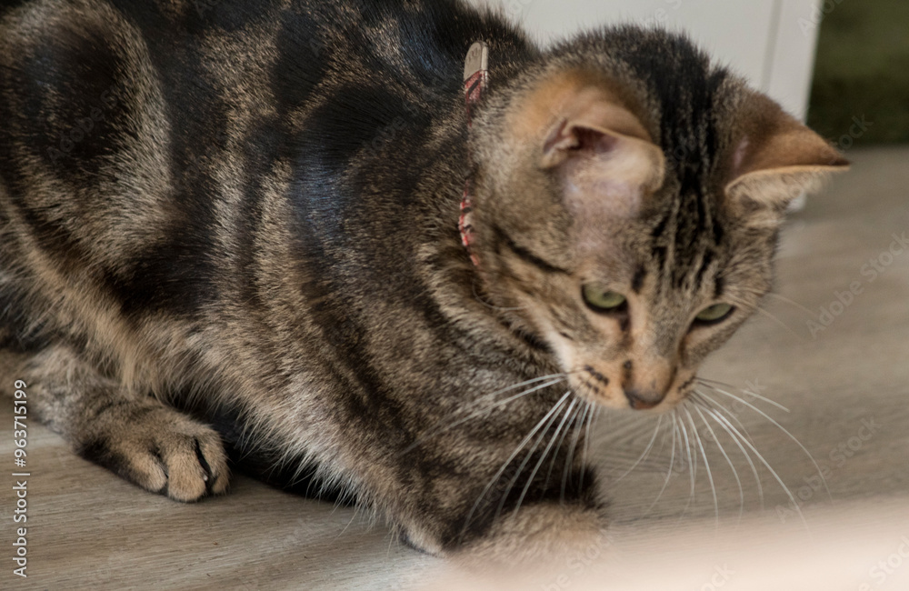 Naklejka premium Portrait of a tabby cat