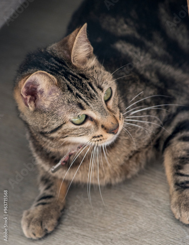 Portrait of a tabby cat