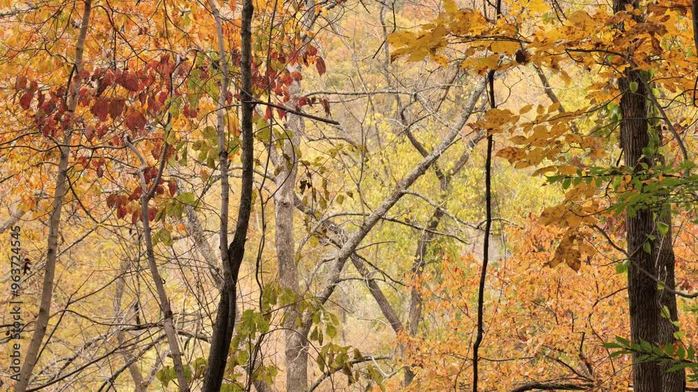 Colorful autumn leaves on the banks of a stream.
Colorful autumn leaves on the banks of a stream.