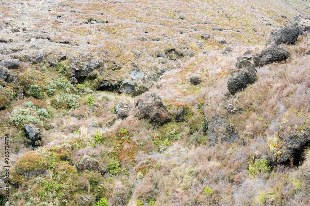 sparse vegetation on the rocky volcanic soil background, native plants on mount ngauruoe sparse vegetation on the rocky volcanic soil background, native plants on mount ngauruoe