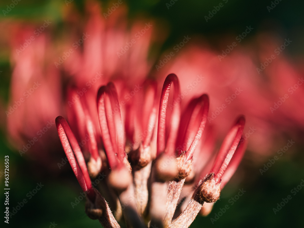 Fototapeta premium Close up of a grevillea flower