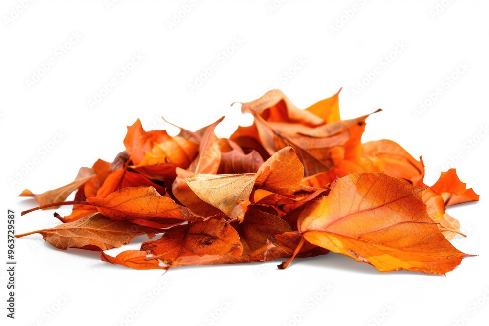 A pile of autumn leaves on a white surface A pile of autumn leaves on a white surface