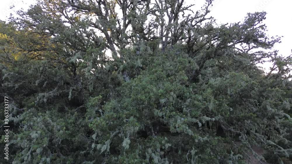 Olive tree with sun rays, view from drone Olive tree with sun rays, view from drone