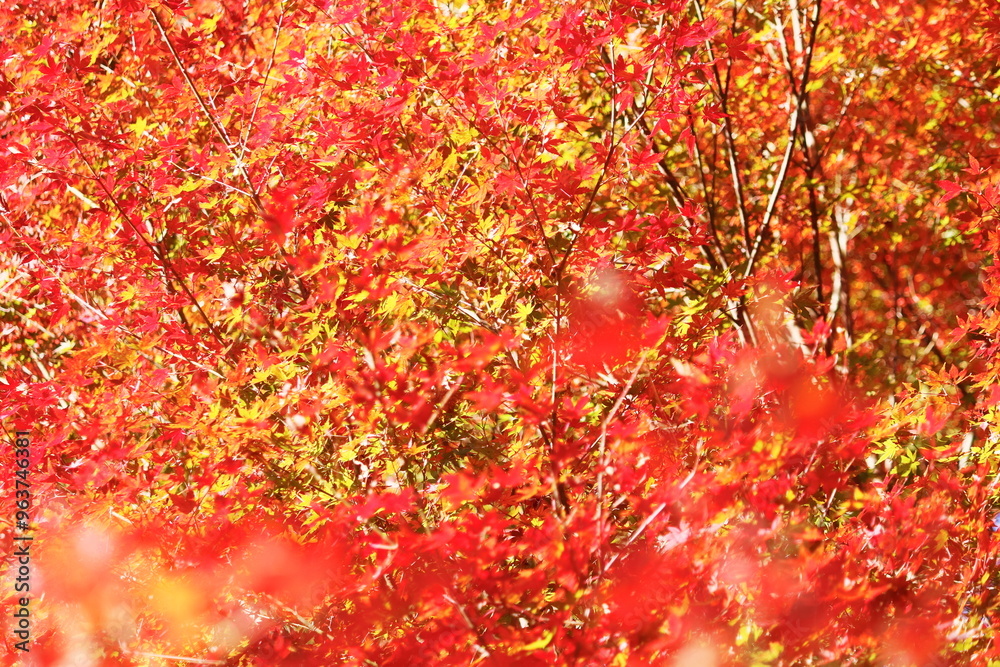 一面真っ赤に色づいたモミジの紅葉 一面真っ赤に色づいたモミジの紅葉