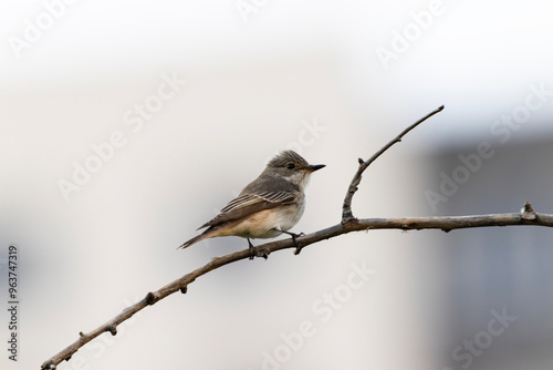 Muscicapa striata bird perching on a tree branch. A bird waiting alone on a branch. photo