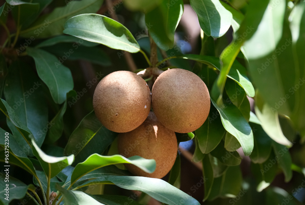 Sapodilla or sapote fruits (lat.- Manilkara zapota) Sapodilla or sapote fruits (lat.- Manilkara zapota)