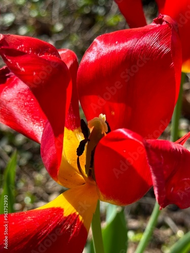 Messy Red Flower