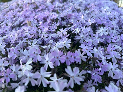 Little Purple Dreams