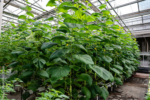 Wallpaper Mural Garden cucumbers grown in a greenhouse Torontodigital.ca