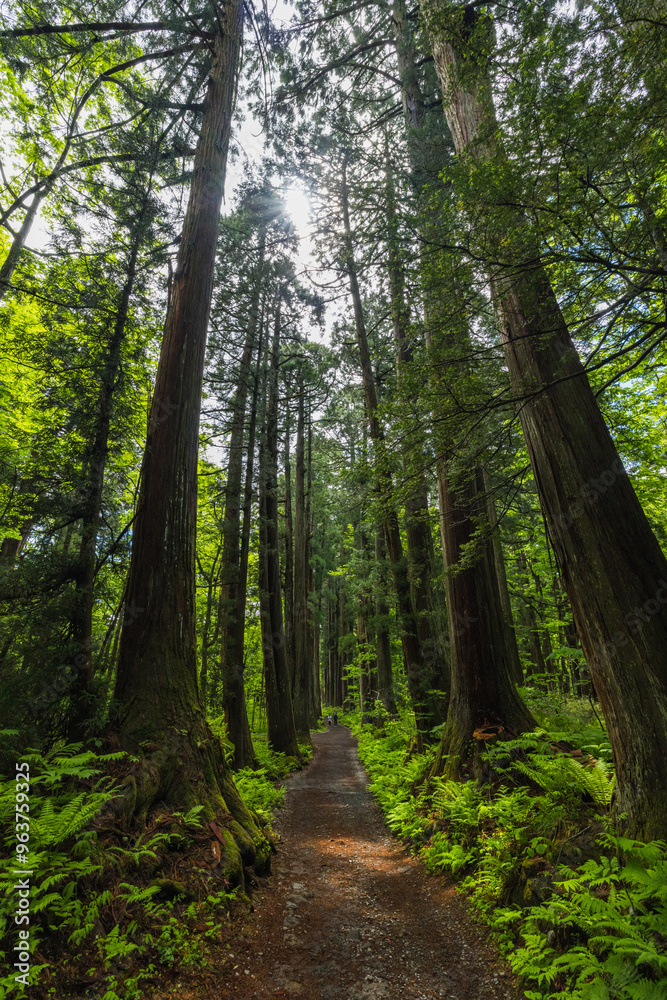 Obraz premium 日本 長野県長野市にある戸隠神社の奥社の杉並木の参道 下から見上げた巨大な杉の木