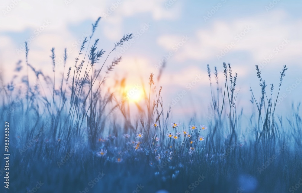 Blurred Scene of Tall Grasses with a Sunset in the Background, Blue and White Sky with Clouds Blurred Scene of Tall Grasses with a Sunset in the Background, Blue and White Sky with Clouds