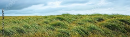 Wind sweeping across an open field, bending tall grass, breezy weather, dynamic motion