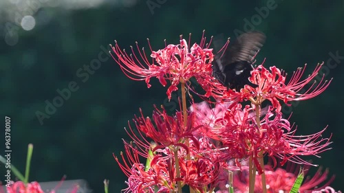 彼岸花の蜜を吸って飛び去るアゲハチョウ　スローモーション