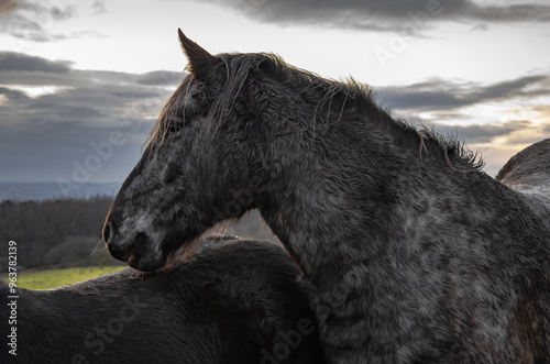 horse in the mountains