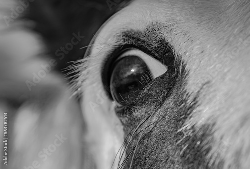 eye of horse